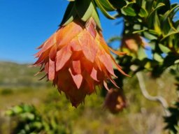 Liparia splendens restaurant sign